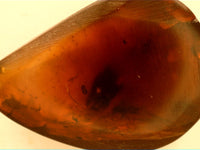 0.8" Dark Amber with insect from Burma. Middle Cretaceous, 99 Million Years Old