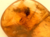 0.78" Amber with a mystery insect, another insect and lots of small plant material from Burma. Middle Cretaceous, 99 Million Years Old