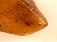 Chiapas amber with 2 insects and plant material, 25 million years old.