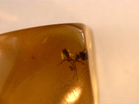 Chiapas amber with ant, 25 million years old.