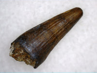 Crocodile Tooth, Ojo Alamo Formation