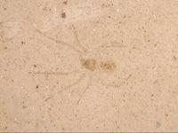 Fossil Spider, Florissant Formation 34 Million Years Old