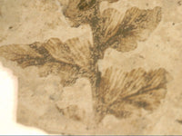 Stunning Fossil Plant, Florissant Formation 34 Million Years Old