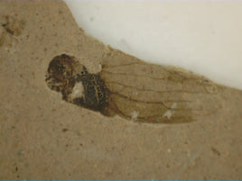 Insect Wing Fossil, Florissant Formation 34 Million Years Old