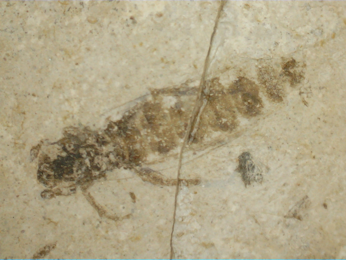 Insect Fossil, Florissant Formation 34 Million Years Old| The