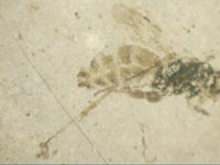 Insect Fossil, Florissant Formation 34 Million Years Old