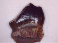 Exceptional Diadectes Tooth, Permian Texas Red Beds