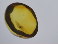 Insect in Amber from the Dominican Republic, 25 Million Years Old