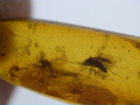 Mosquito and 1 Insect in Baltic Amber, 44 Million Years Old.