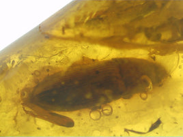 Large Beetle in Baltic Amber, 44 Million Years Old