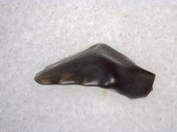 Sauropelta Tooth, Cloverly Formation