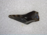 Sauropelta Tooth, Cloverly Formation