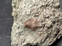 Spicomellus (Ankylosaur) Tooth, El Mers Formation