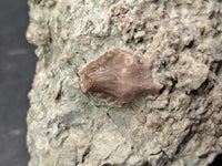 Spicomellus (Ankylosaur) Tooth, El Mers Formation