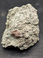 Spicomellus (Ankylosaur) Tooth, El Mers Formation