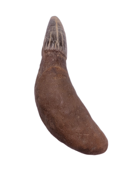 Dolphin Tooth (Schizodelphis) , Calvert Formation, 15-27 Million Years Old (Copy)