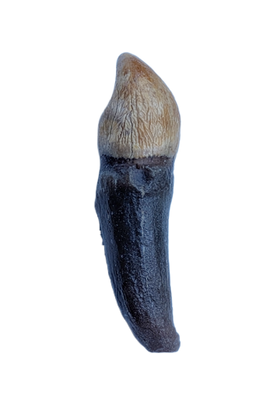 Delphinodon (River Dolphin), Calvert Formation, 15-27 Milion Years Old (Copy)