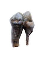 Cave Bear Tooth (Pre Molar)