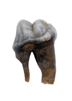 Cave Bear Tooth (Pre Molar)