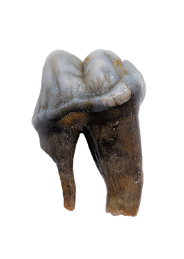 Cave Bear Tooth (Pre Molar)