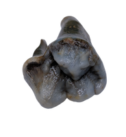 Cave Bear Tooth (Pre Molar)