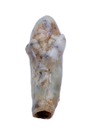 Cave Bear Tooth (Incisor)