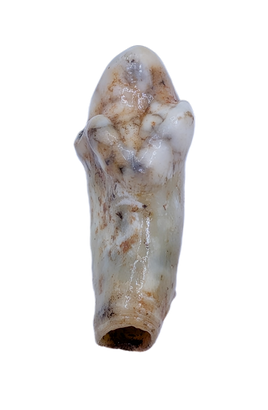 Cave Bear Tooth (Incisor)