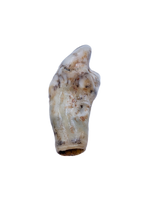 Cave Bear Tooth (Incisor)
