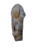 Cave Bear Tooth (Incisor)