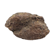 Triceratops Epoccipital (Frill Spike)
