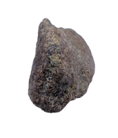Triceratops Epoccipital (Frill Spike)