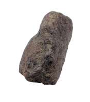 Triceratops Epoccipital (Frill Spike)