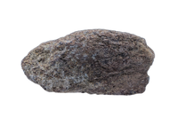 Triceratops Epoccipital (Frill Spike)