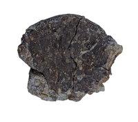 Ankylosaur Armor Scute, Hell Creek Formation