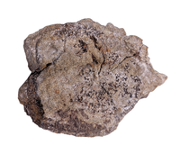 Ankylosaur Armor Scute, Hell Creek Formation