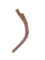 Thescelosaurus Rib