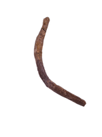 Thescelosaurus Rib