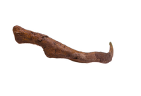 Thescelosaurus Rib