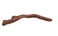 Thescelosaurus Rib