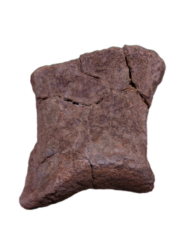 Edmontosaurus Toe