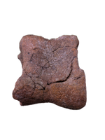 Edmontosaurus Toe
