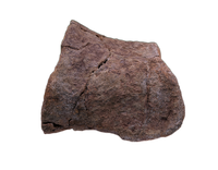 Edmontosaurus Toe