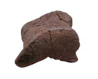 Edmontosaurus Toe