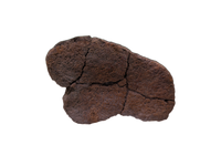 Edmontosaurus Toe