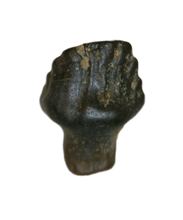 Rooted Ankylosaur Tooth, Judith River Formation