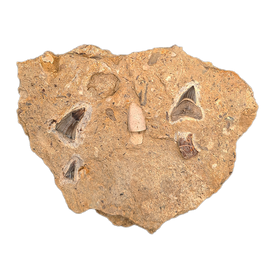 Mosasaur Tooth, Squalicorax (shark) Tooth an Fish Tooth.  Cretaceous of Texas