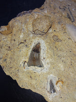 Mosasaur Tooth, Squalicorax (shark) Tooth an Fish Tooth.  Cretaceous of Texas