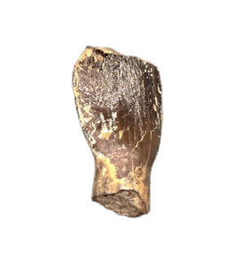 Sauropod Tooth from the Mid Jurassic, Madagascar