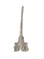 Maiasaura Vertebrae Process, Two Medicine Formation