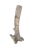 Maiasaura Vertebrae Process, Two Medicine Formation